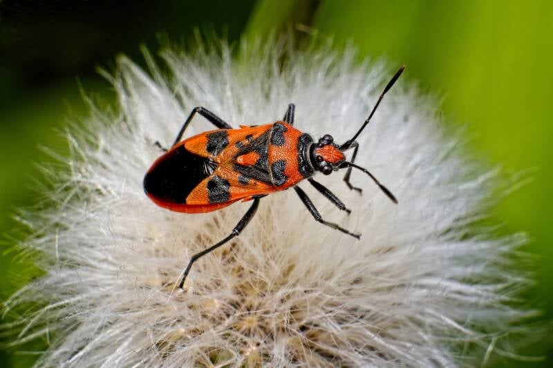 HAWTHORN SHIELD BUG (ACANTHOSOMA HAEMORRHOIDALE) - Meidoornkielwants