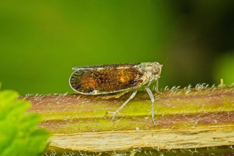 HAWTHORN SHIELD BUG (ACANTHOSOMA HAEMORRHOIDALE) - Meidoornkielwants
