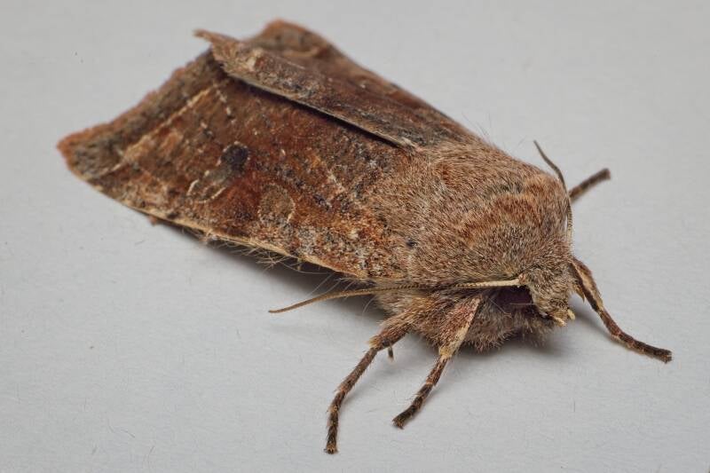 THE SPRAWLER (ASTEROSCOPUS SPHINX) - Kromzitter
