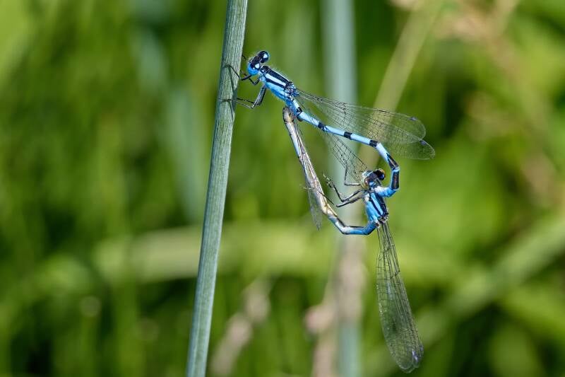 COMMON BLUET (ENALLAGMA CYATHIGERUM) - Watersnuffel