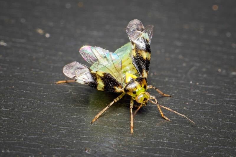 HAWTHORN SHIELD BUG (ACANTHOSOMA HAEMORRHOIDALE) - Meidoornkielwants