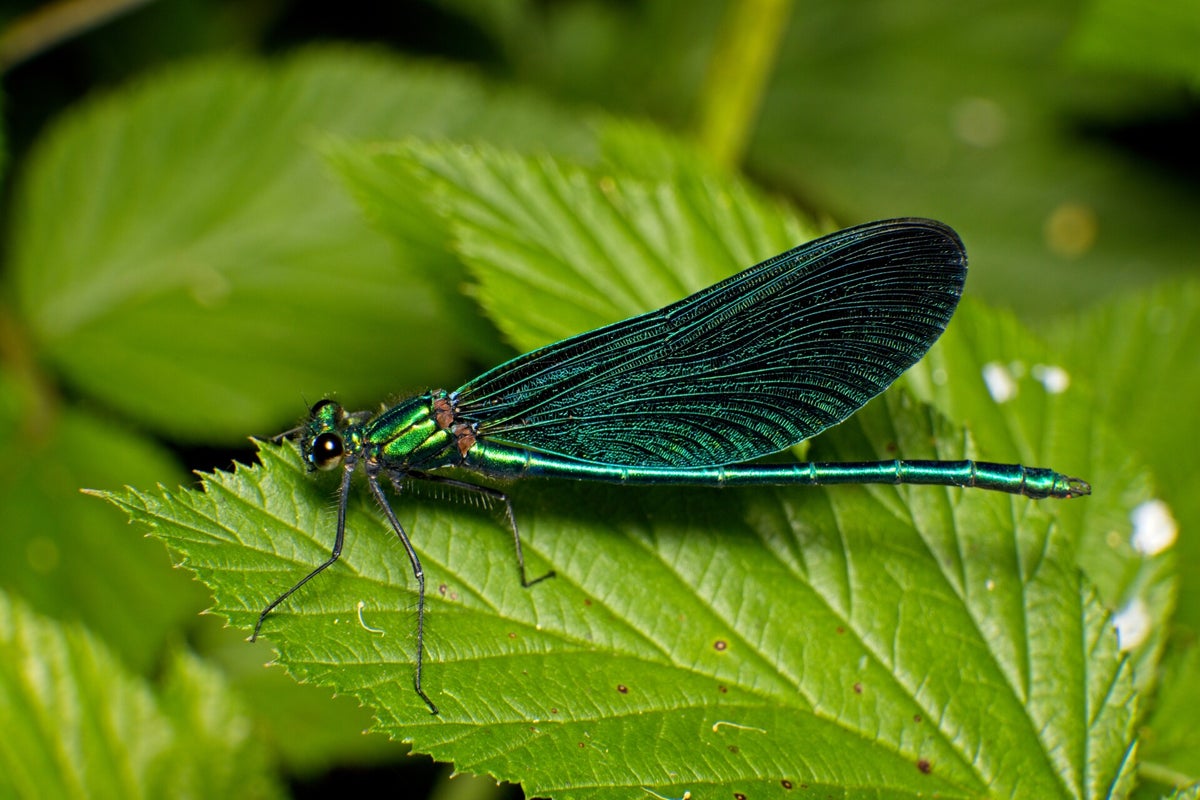 Insecten | Natuurfotografie