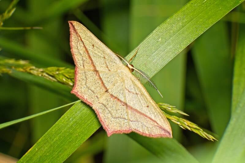 BLOOD-VEIN (TIMANDRA COMAE) - Lieveling