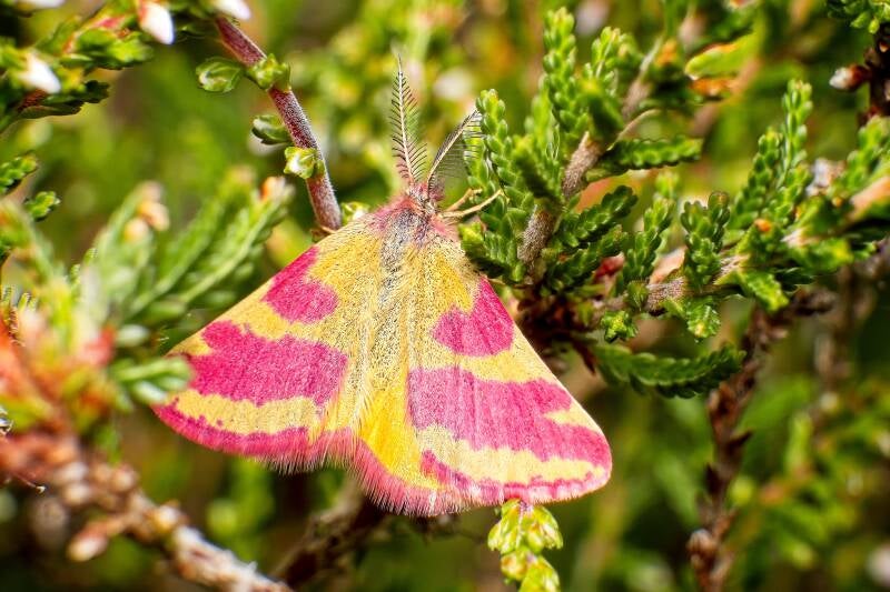 PURPLE-BARRED YELLOW (LYTHRIA CRUENTARIA) - Zuringspanner