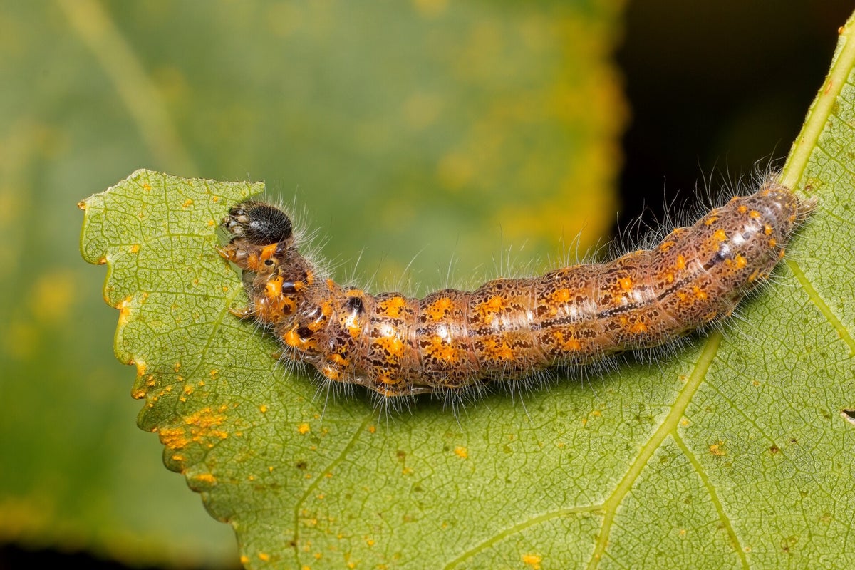 Rupsen / Insecten | Natuurfotografie