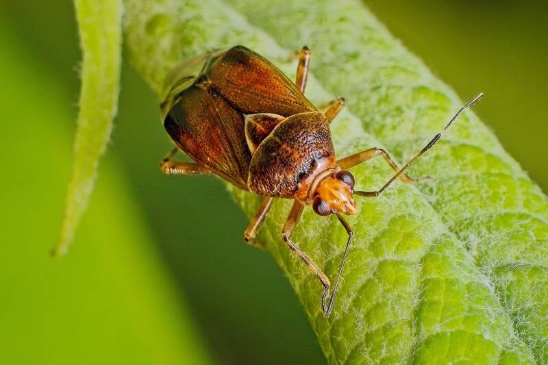 HAWTHORN SHIELD BUG (ACANTHOSOMA HAEMORRHOIDALE) - Meidoornkielwants