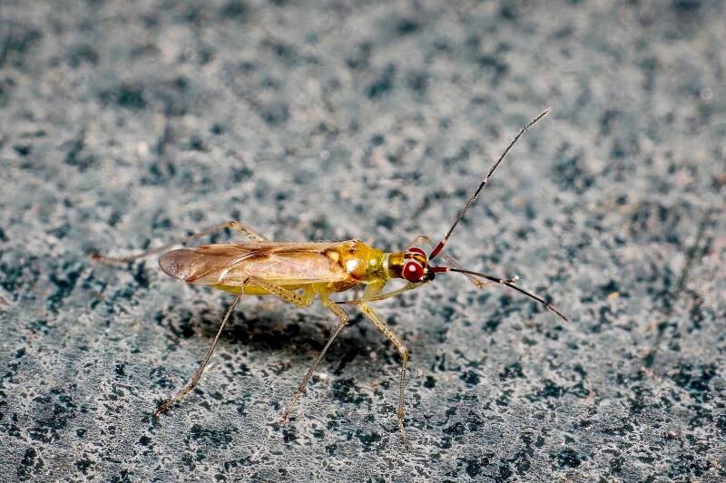 HAWTHORN SHIELD BUG (ACANTHOSOMA HAEMORRHOIDALE) - Meidoornkielwants