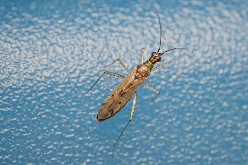 HAWTHORN SHIELD BUG (ACANTHOSOMA HAEMORRHOIDALE) - Meidoornkielwants