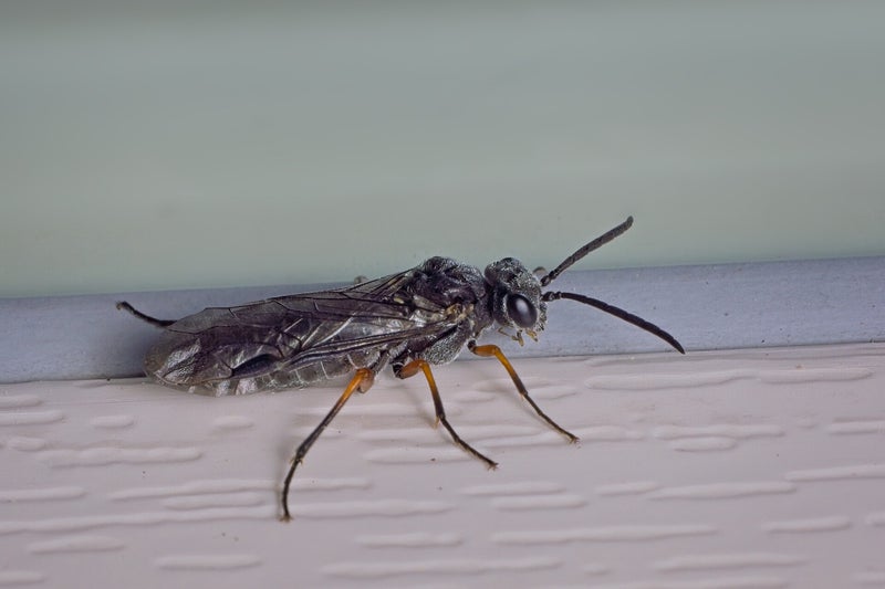 Ophion Obscuratus