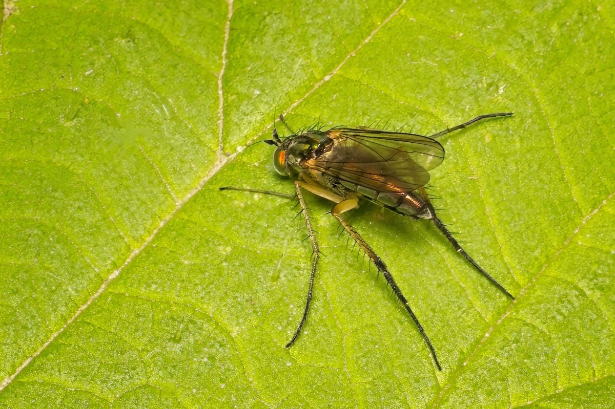 Vliegen / Insecten | Natuurfotografie