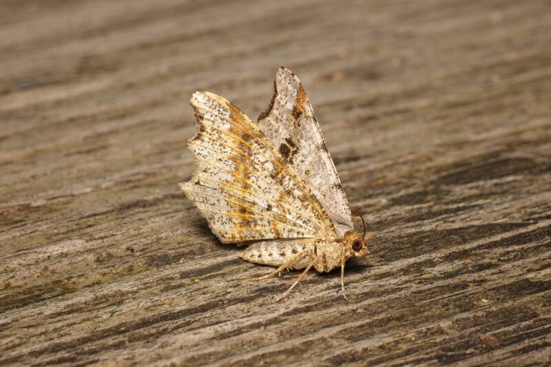 WINTER MOTH (OPEROPHTERA BRUMATA) - Kleine wintervlinder