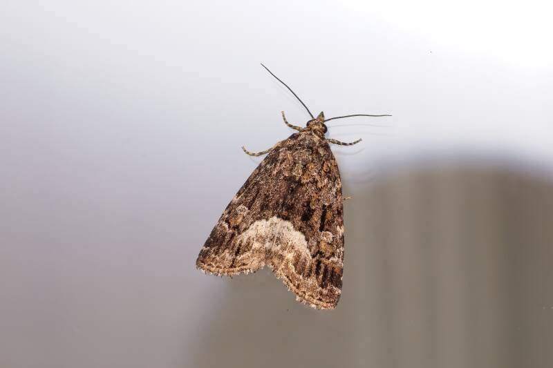 WINTER MOTH (OPEROPHTERA BRUMATA) - Kleine wintervlinder