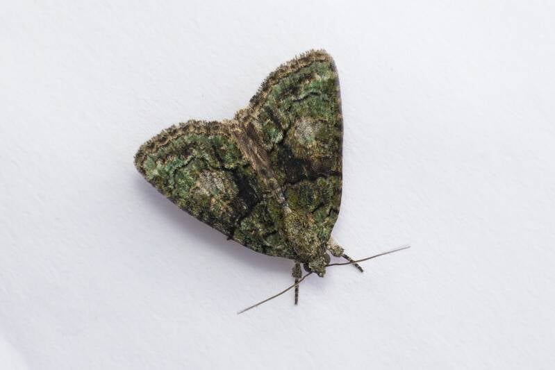 WINTER MOTH (OPEROPHTERA BRUMATA) - Kleine wintervlinder