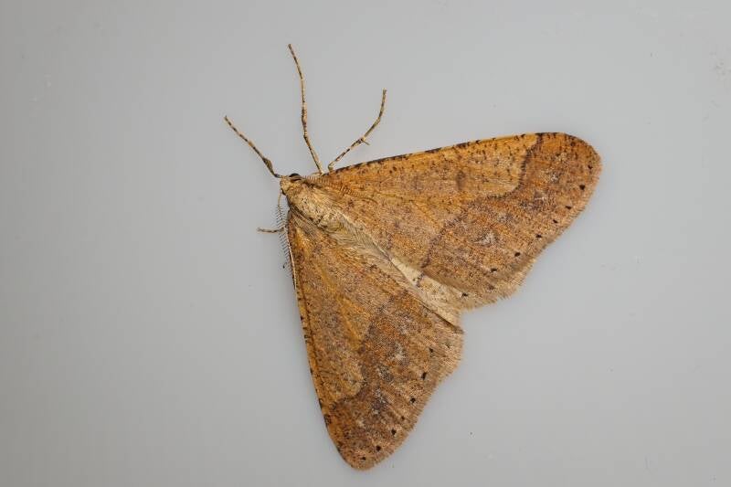 WINTER MOTH (OPEROPHTERA BRUMATA) - Kleine wintervlinder