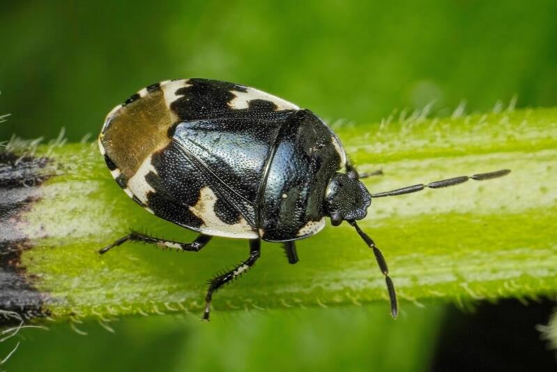 HAWTHORN SHIELD BUG (ACANTHOSOMA HAEMORRHOIDALE) - Meidoornkielwants