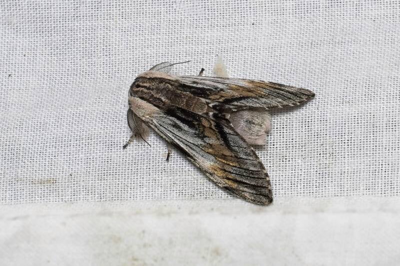 WINTER MOTH (OPEROPHTERA BRUMATA) - Kleine wintervlinder