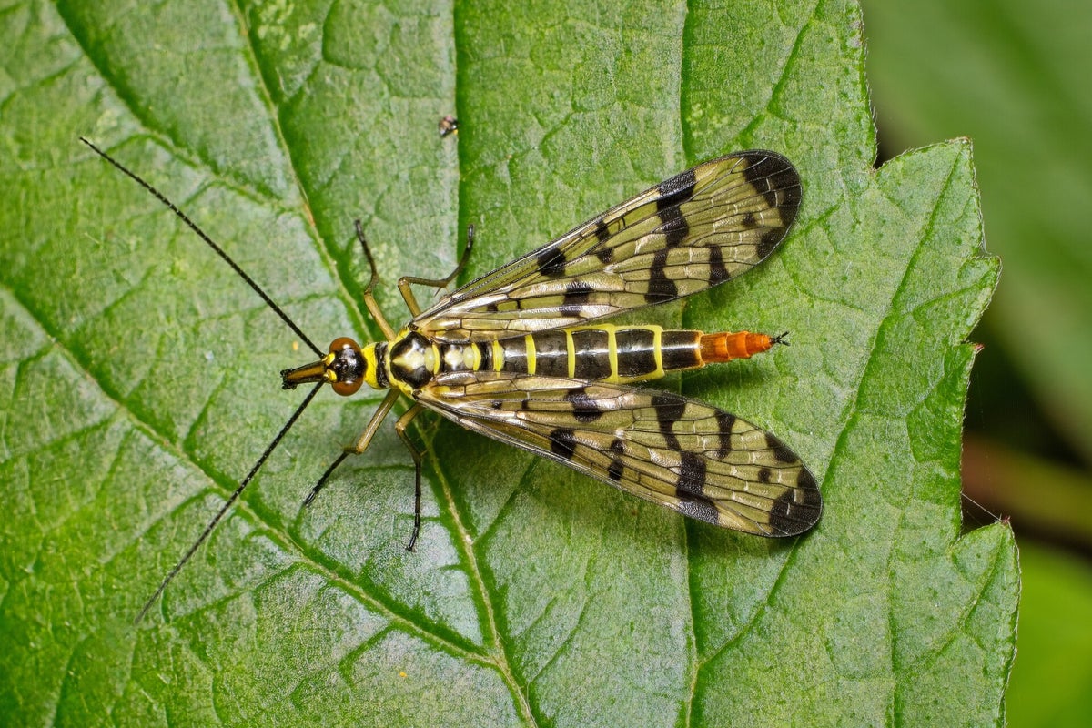 Overige insecten / Insecten | Natuurfotografie