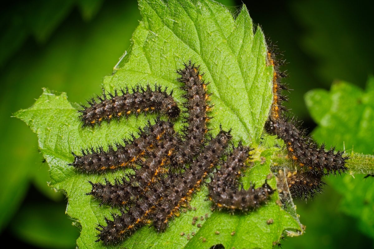 Rupsen / Insecten | Natuurfotografie