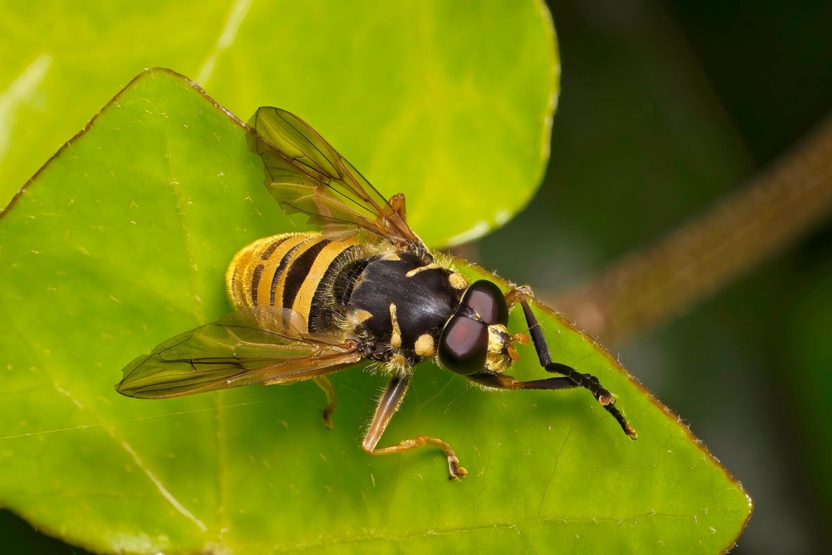 Vliegen / Insecten | Natuurfotografie