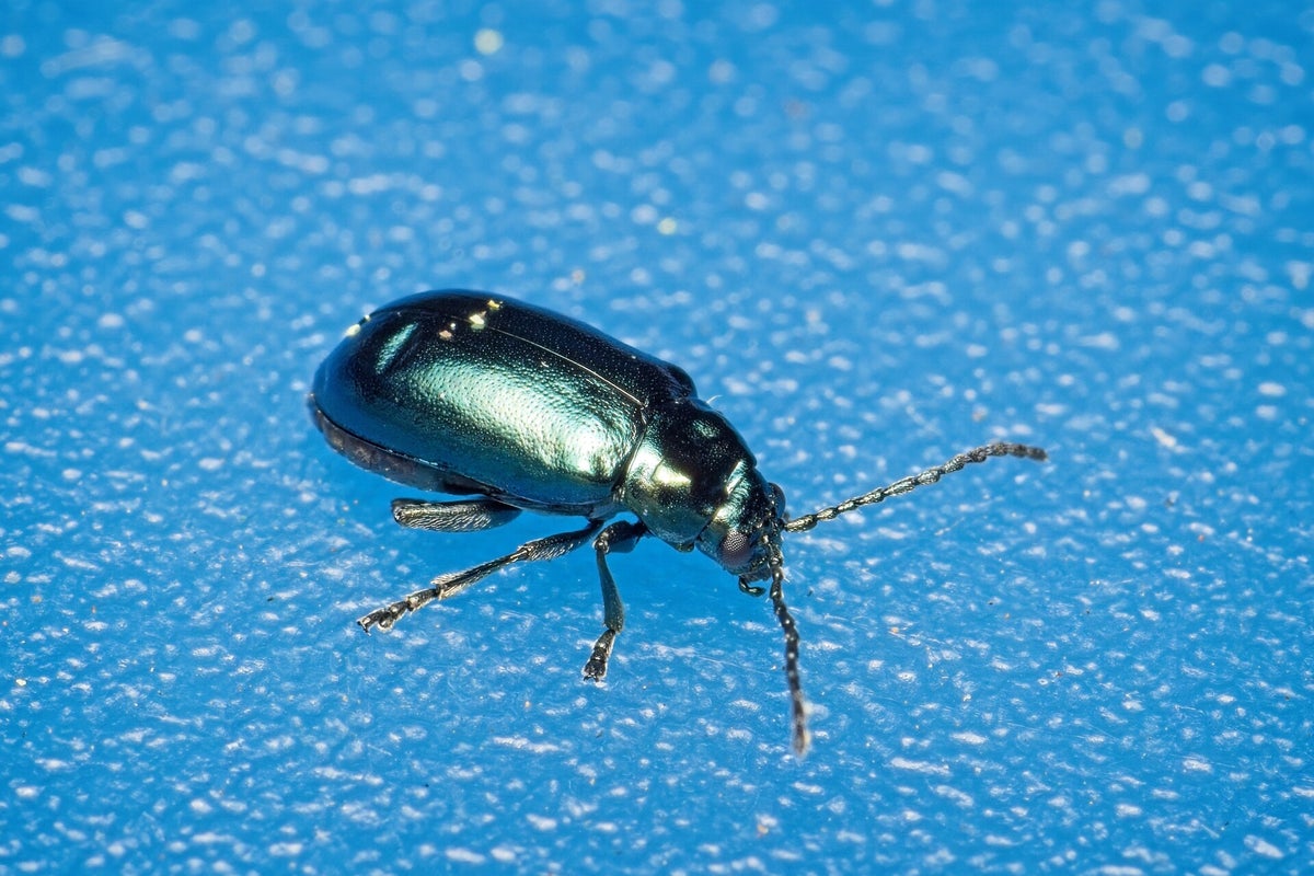 Kevers / Insecten | Natuurfotografie