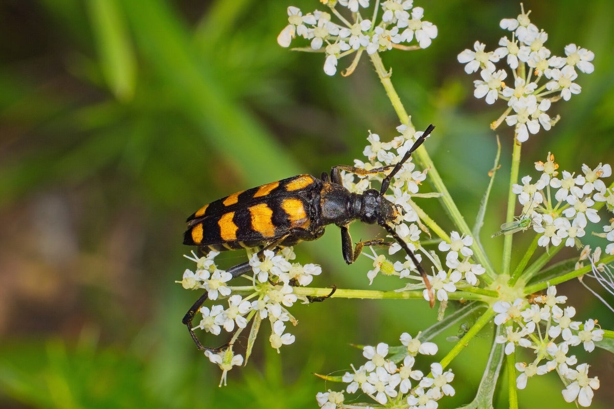 Kevers / Insecten | Natuurfotografie
