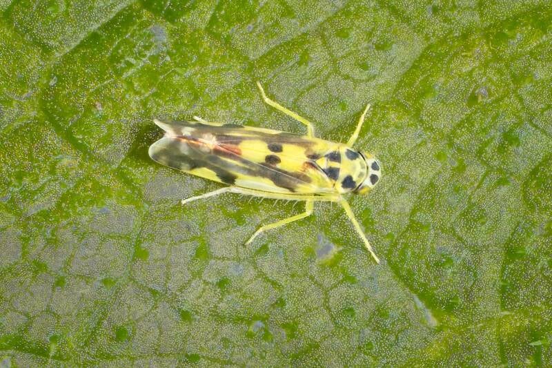 HAWTHORN SHIELD BUG (ACANTHOSOMA HAEMORRHOIDALE) - Meidoornkielwants