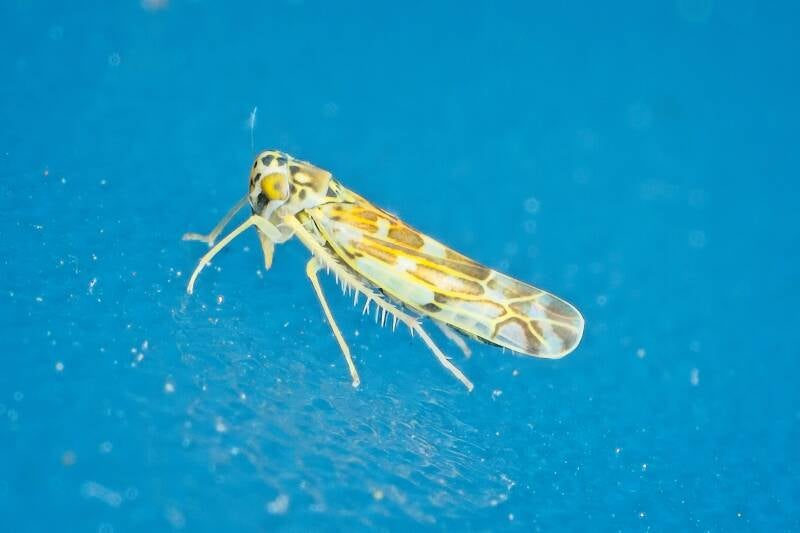 HAWTHORN SHIELD BUG (ACANTHOSOMA HAEMORRHOIDALE) - Meidoornkielwants