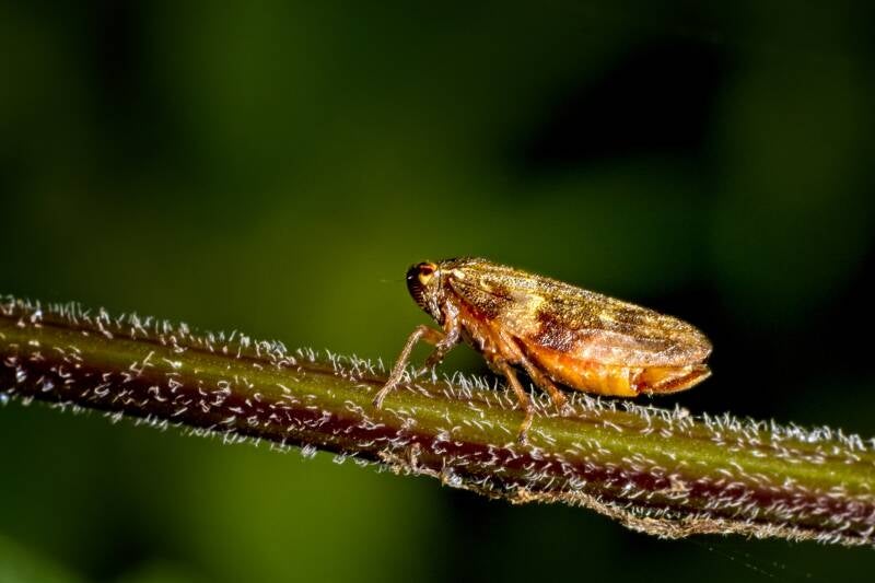HAWTHORN SHIELD BUG (ACANTHOSOMA HAEMORRHOIDALE) - Meidoornkielwants