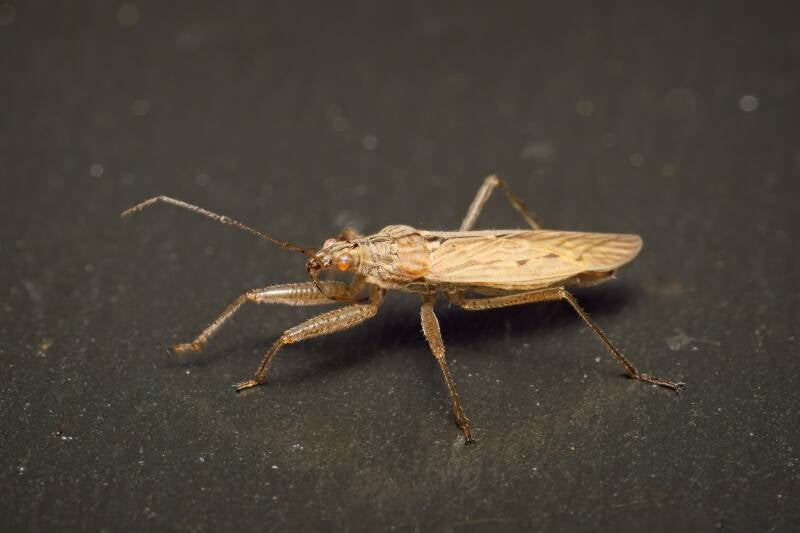 HAWTHORN SHIELD BUG (ACANTHOSOMA HAEMORRHOIDALE) - Meidoornkielwants