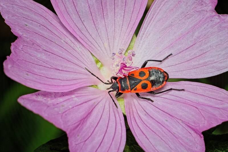 HAWTHORN SHIELD BUG (ACANTHOSOMA HAEMORRHOIDALE) - Meidoornkielwants