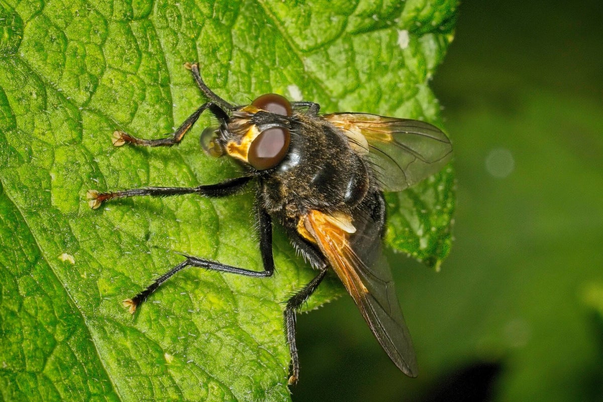 Vliegen / Insecten | Natuurfotografie