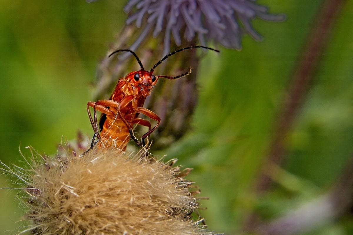 Kevers / Insecten | Natuurfotografie