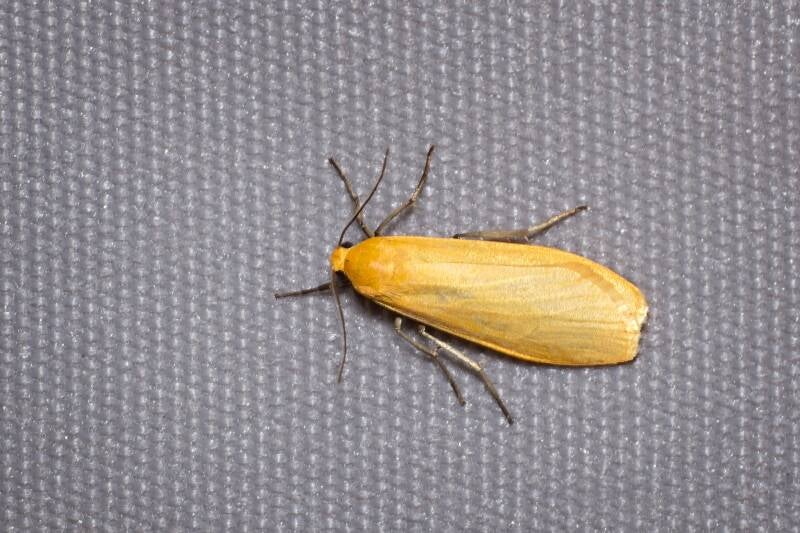 WINTER MOTH (OPEROPHTERA BRUMATA) - Kleine wintervlinder