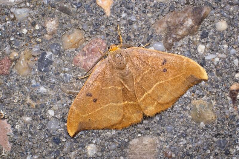 WINTER MOTH (OPEROPHTERA BRUMATA) - Kleine wintervlinder