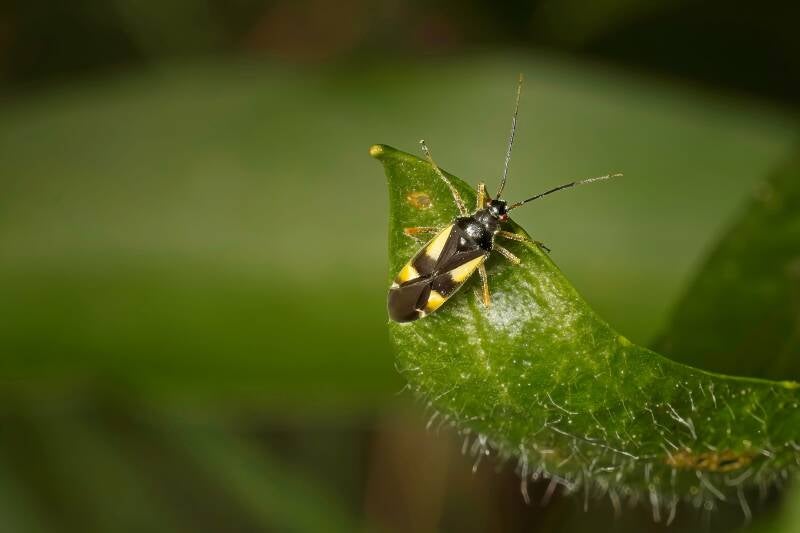 HAWTHORN SHIELD BUG (ACANTHOSOMA HAEMORRHOIDALE) - Meidoornkielwants