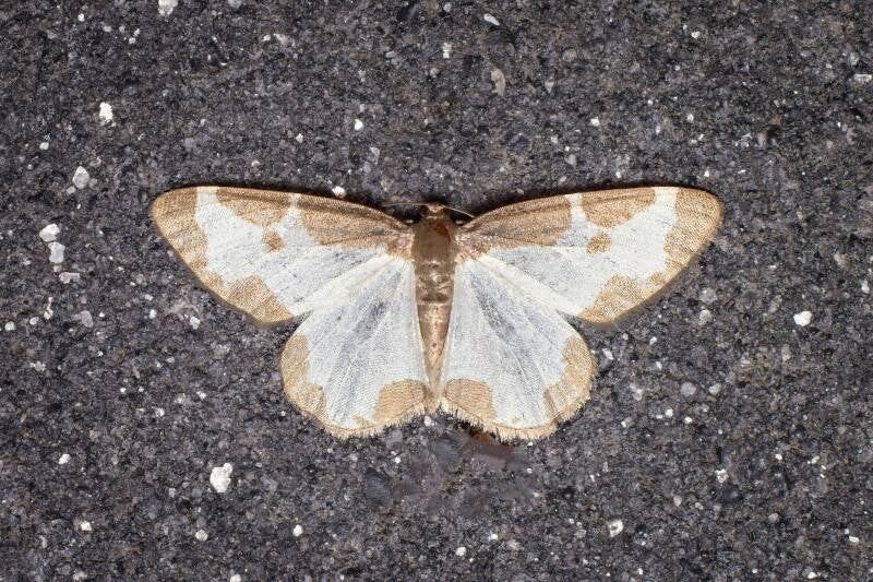WINTER MOTH (OPEROPHTERA BRUMATA) - Kleine wintervlinder