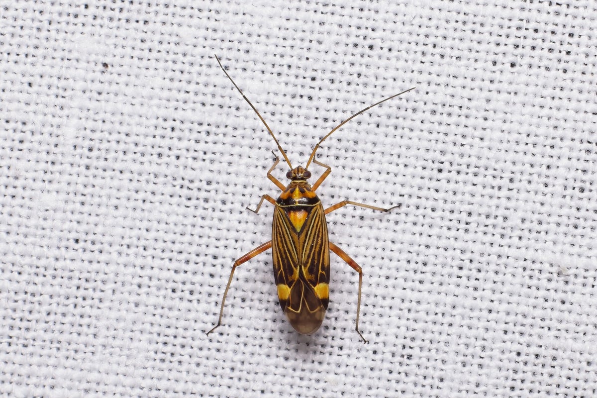 Wantsen en cicaden / Insecten | Natuurfotografie