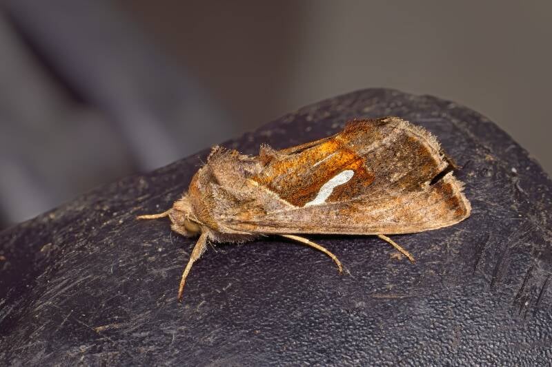 WINTER MOTH (OPEROPHTERA BRUMATA) - Kleine wintervlinder