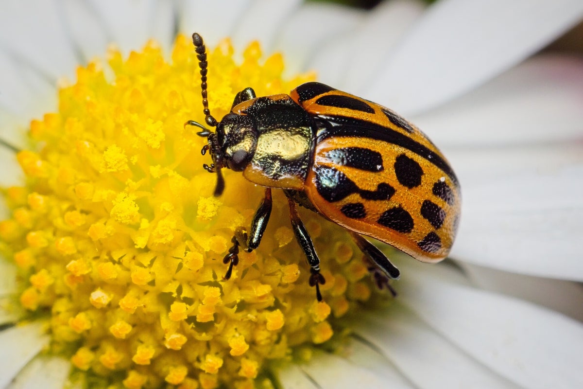 Kevers / Insecten | Natuurfotografie