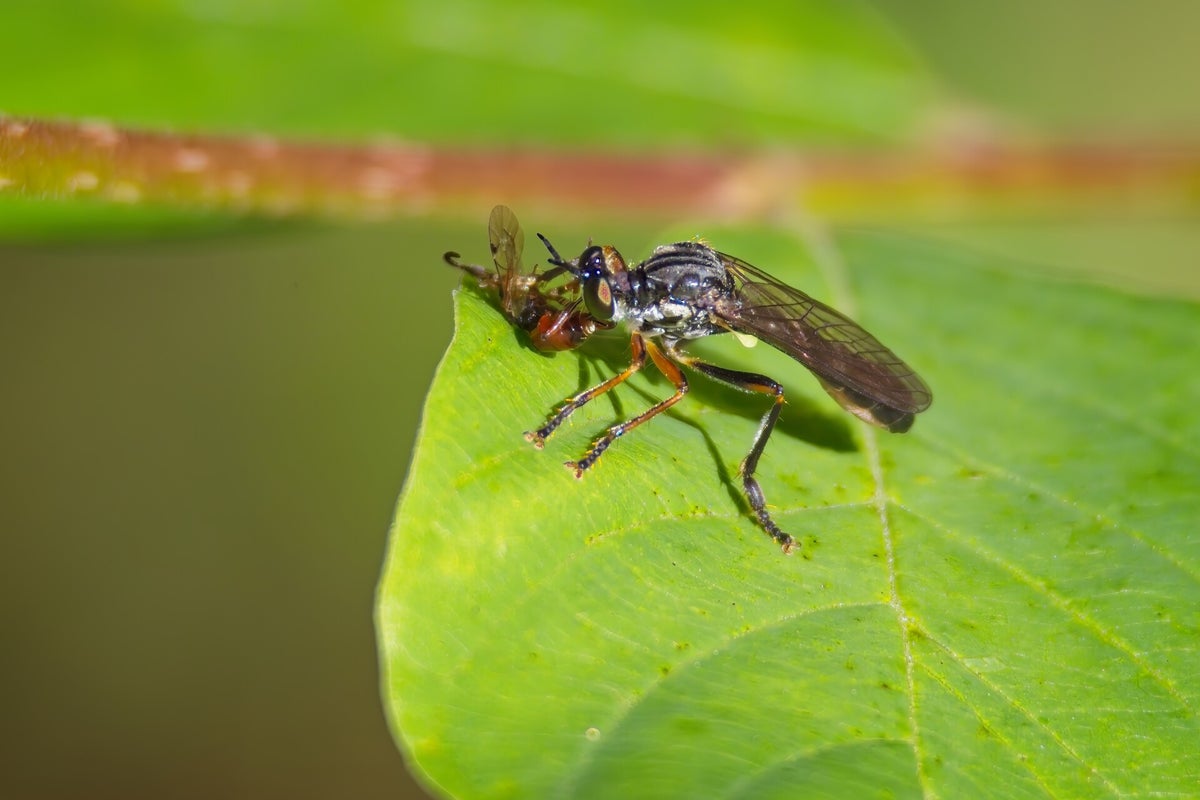 Vliegen / Insecten | Natuurfotografie