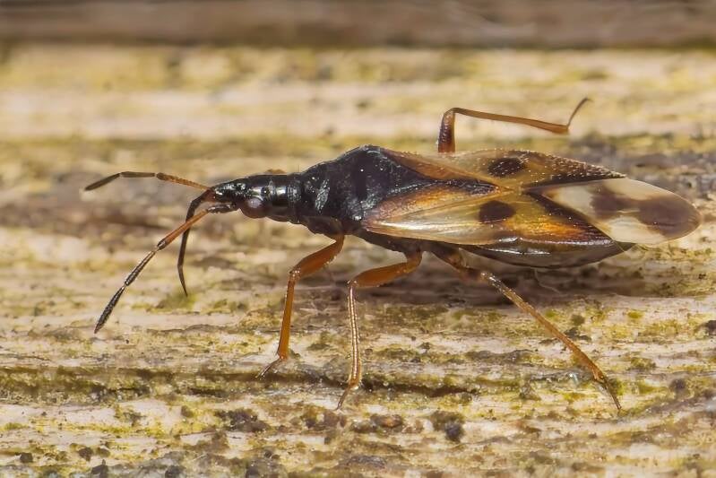 HAWTHORN SHIELD BUG (ACANTHOSOMA HAEMORRHOIDALE) - Meidoornkielwants