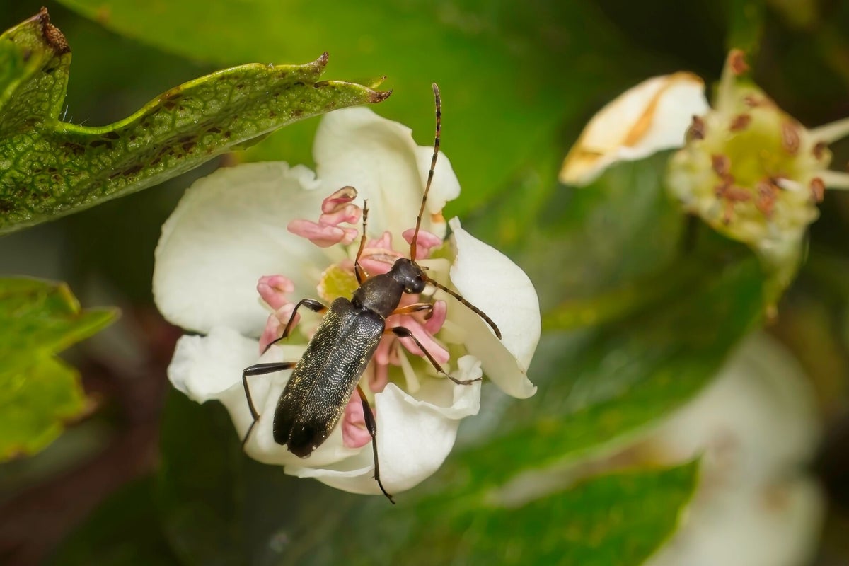 Kevers / Insecten | Natuurfotografie