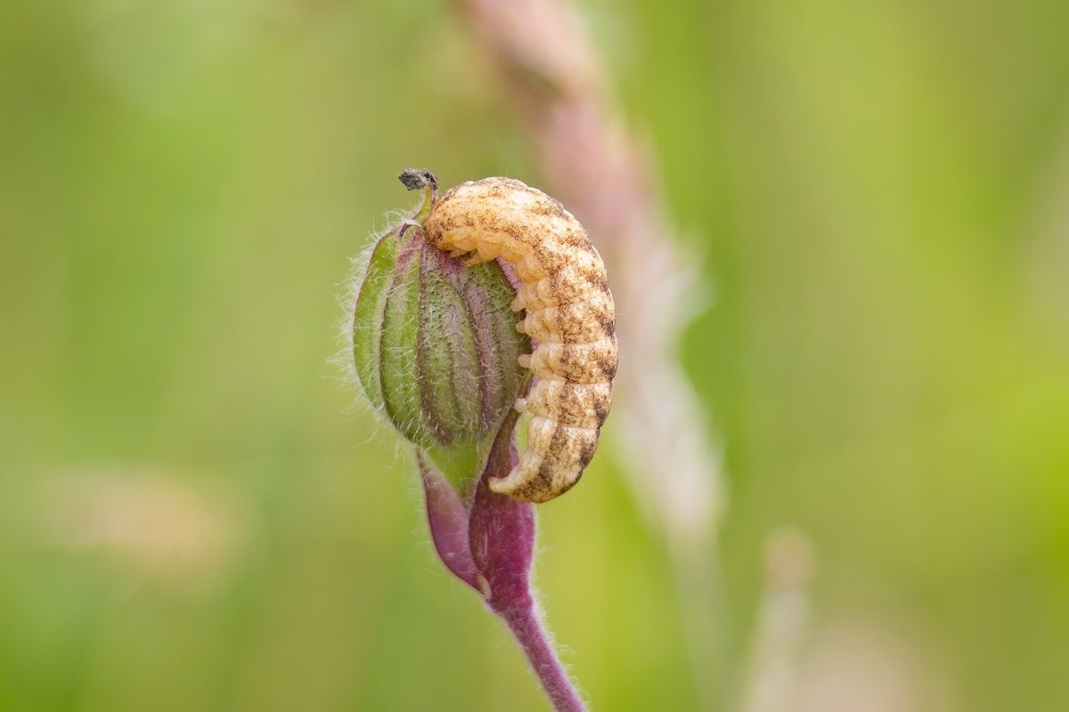 Rupsen / Insecten | Natuurfotografie