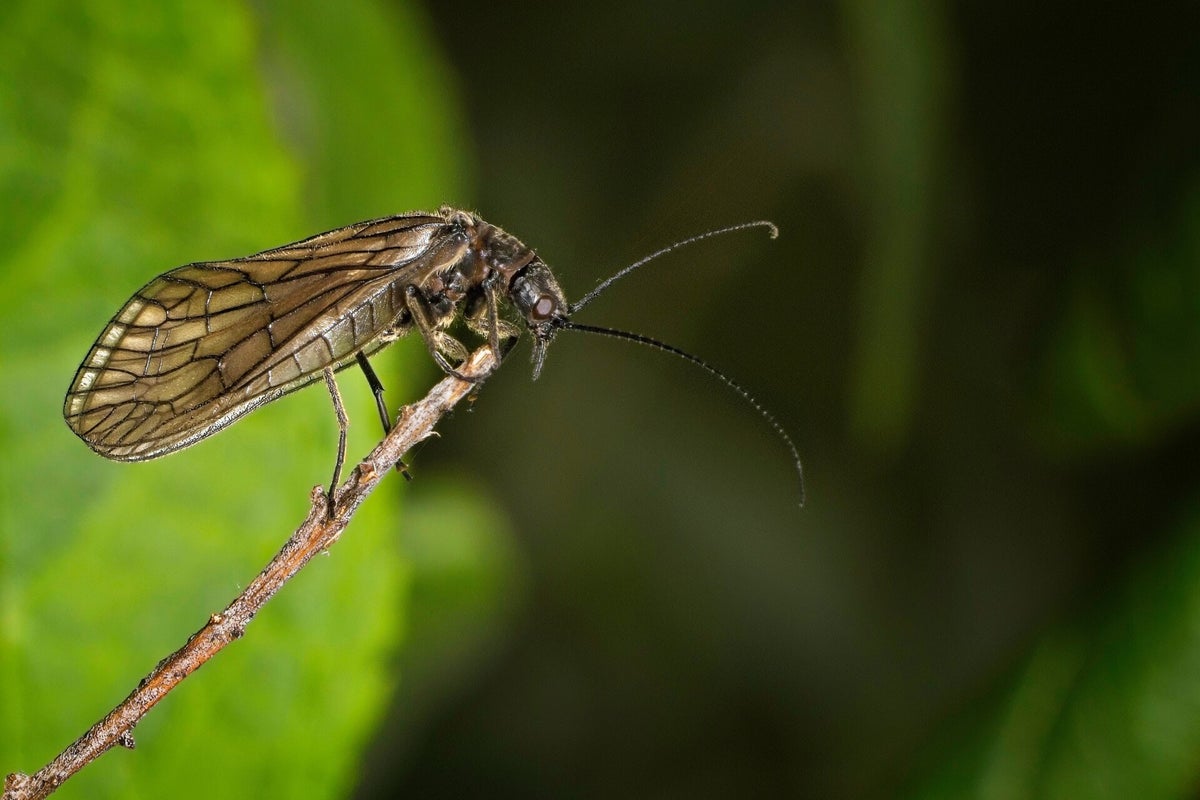 Overige insecten / Insecten | Natuurfotografie