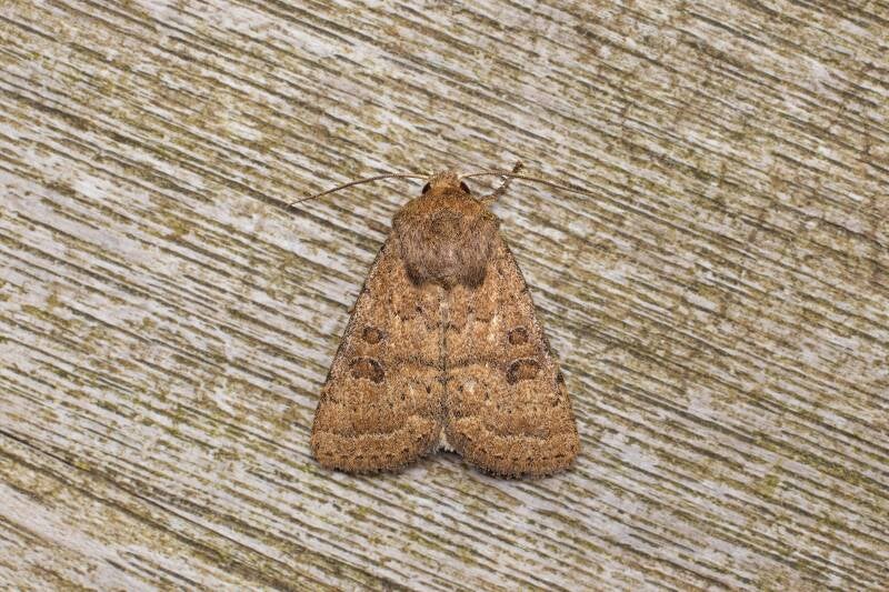 WINTER MOTH (OPEROPHTERA BRUMATA) - Kleine wintervlinder