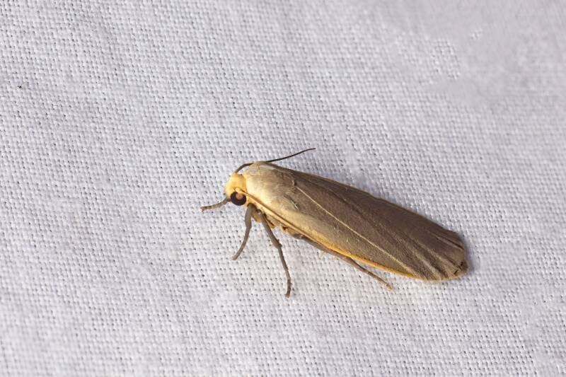 WINTER MOTH (OPEROPHTERA BRUMATA) - Kleine wintervlinder