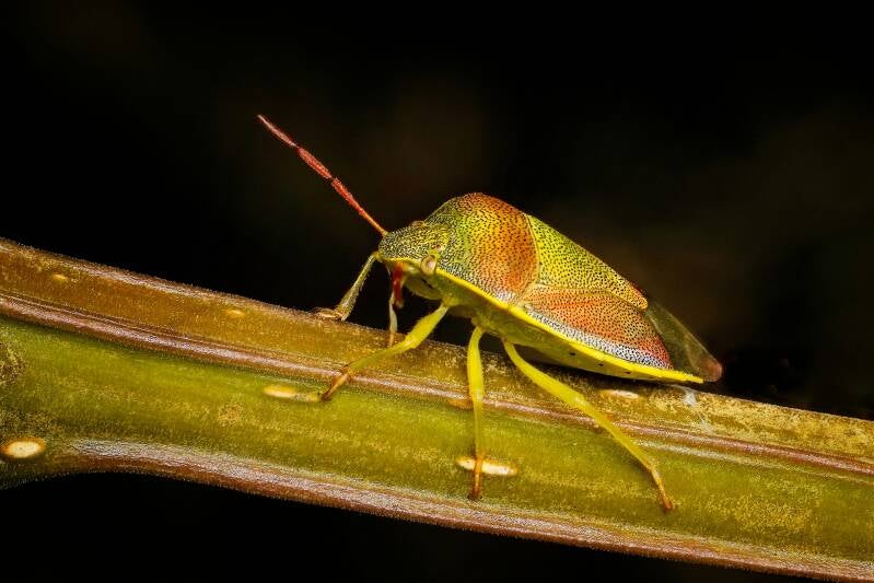 HAWTHORN SHIELD BUG (ACANTHOSOMA HAEMORRHOIDALE) - Meidoornkielwants