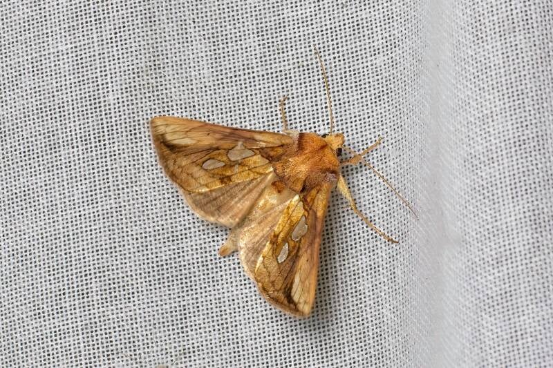 WINTER MOTH (OPEROPHTERA BRUMATA) - Kleine wintervlinder
