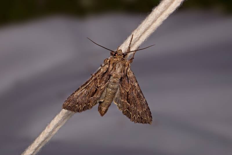 WINTER MOTH (OPEROPHTERA BRUMATA) - Kleine wintervlinder
