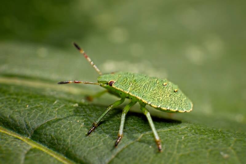 HAWTHORN SHIELD BUG (ACANTHOSOMA HAEMORRHOIDALE) - Meidoornkielwants